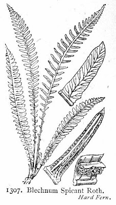 Deer fern Deer fern