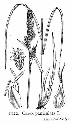 Carex paniculata L.