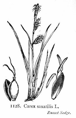 Carex saxatile Carex saxatile