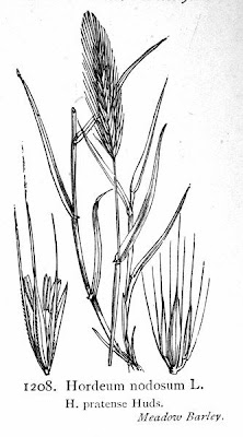 False-rye barley False-rye barley