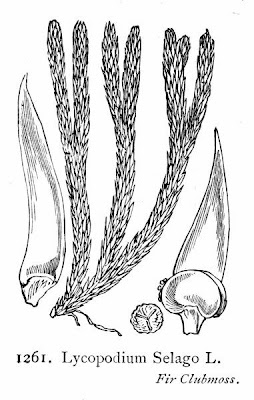 Lycopodium selago,
,
northern fir-moss