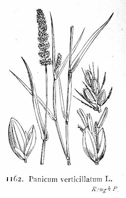 Bristly foxtail Bristly foxtail