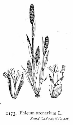 Codolina delle spiagge