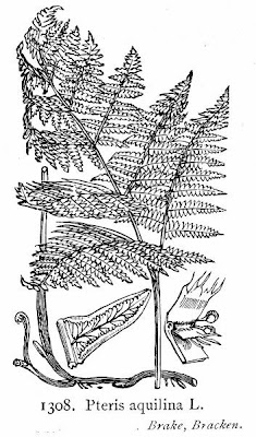 Bracken Bracken