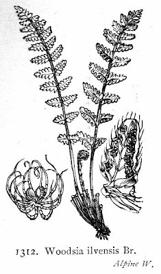 Woodsia ilvensis,
Felcetta pelosa,
Rusty Cliff Fern,
rusty woodsia