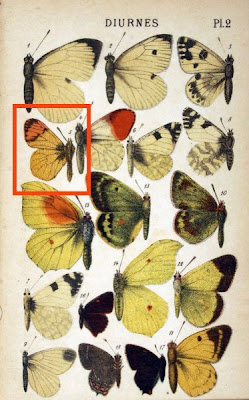 Anthocharis eupheno