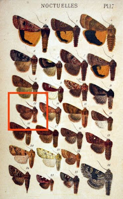 Taeniocampa stabilis