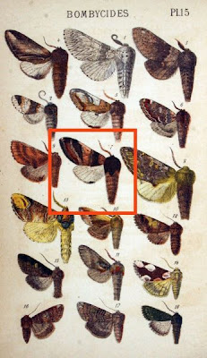 Notodonta tritophus