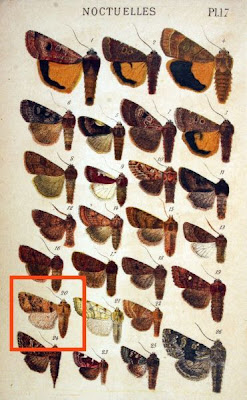 Xanthia gilvago