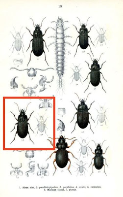 Abax carinatus