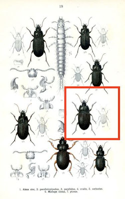 Abax ovalis