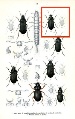 Abax parallelopipedus