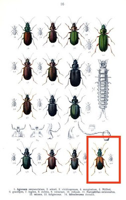 Idiochroma dorsalis