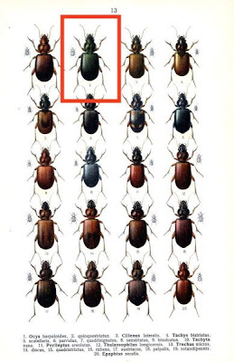 Ocys quinquestriatus