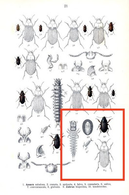 Zabrus tenebrioides