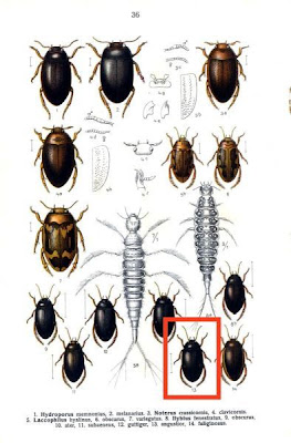 Ilybius angustior