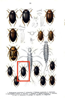 Ilybius ater