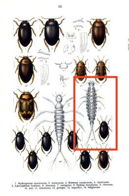 Ilybius fenestratus