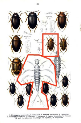 Laccophilus hyalinus