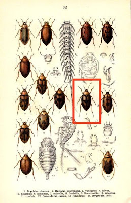 Haliplus fluviatilis