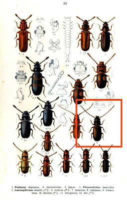 Laemophloeus castaneus