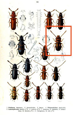Laemophloeus monilis