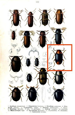 Ochina latreillei