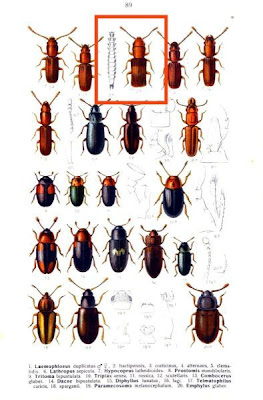Laemophloeus fractipennis