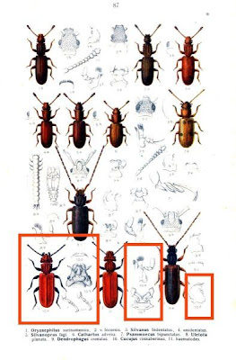 Cucujus cinnaberinus