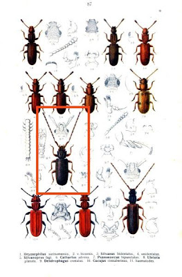 Uleiota planata