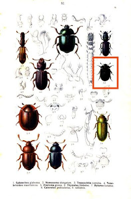 Zimioma grossa