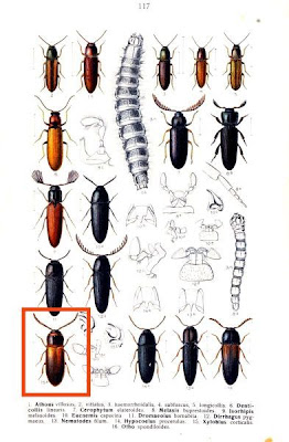 Xylobius corticalis
