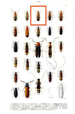Absidia pilosa