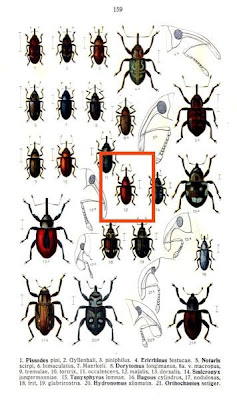 Dorytomus majalis