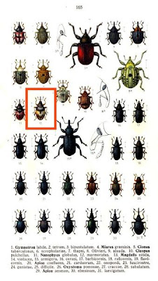 Nanophyes marmoratus