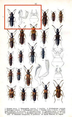 Ocyusa maura
