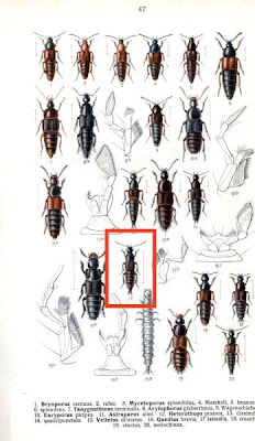 Quedius lateralis