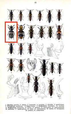 Hairy rove beetle Hairy rove beetle