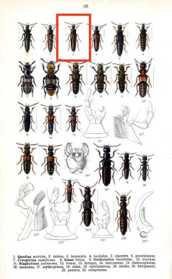 Quedius humeralis