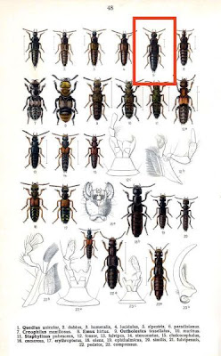Quedius alpestris