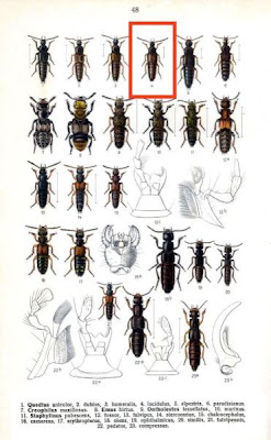 Quedius lucidulus