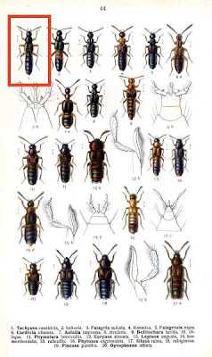 Tachyusa constricta