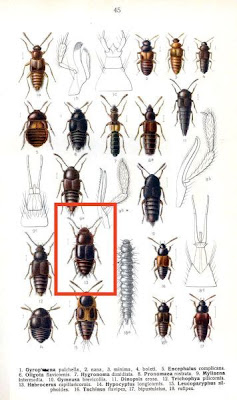 Habrocerus capillaricornis