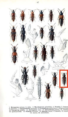 Quedius cinctus