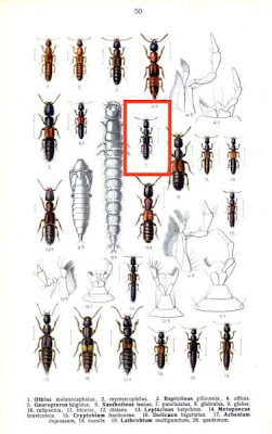 Xantholinus punctulatus