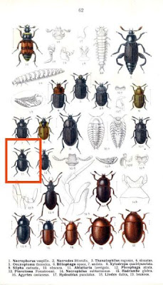 Ablattaria laevigata