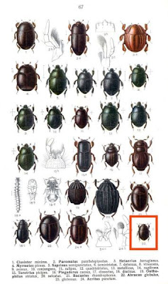 Abraeus globulus