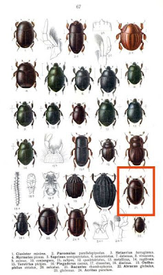 Bacanius rhombophorus