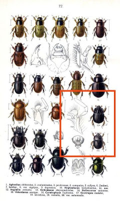 Odontoeus armiger