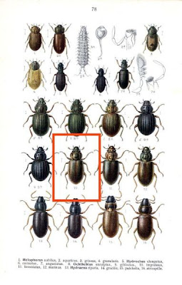 Ochthebius impressus